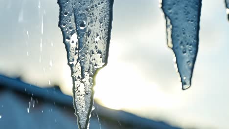 melting icicles release water droplets under the warm glow of the sun on a bright winter day