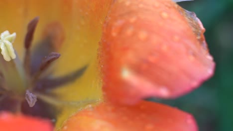 vista macro deslizante de una flor que muestra estigma, pistilo, ovario, pétalo, sépalo, estambre, antera, filamento con detalles coloridos