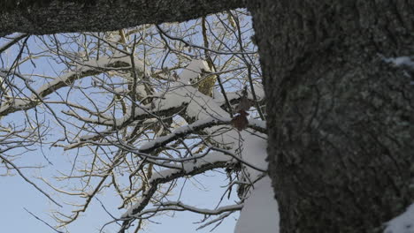 Large-frosty-oak-tree-branch-in-winter