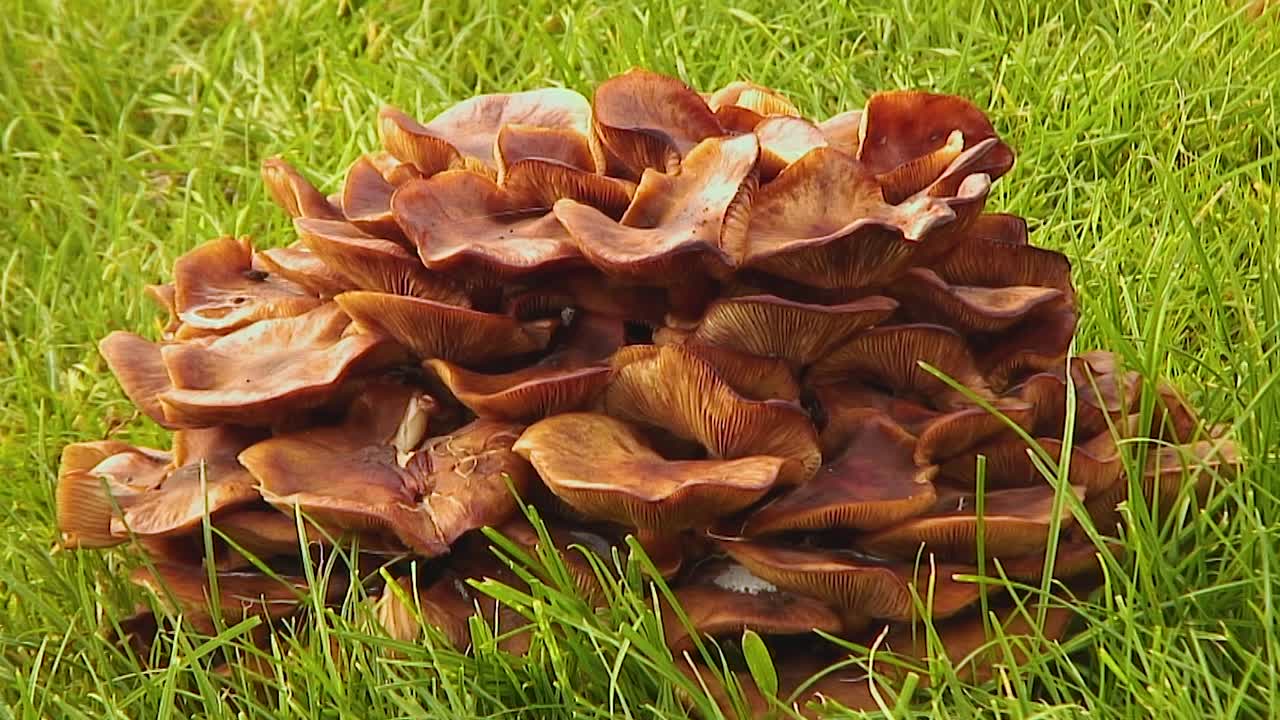 Fungo del miele che cresce su un ciglio erboso nel Regno Unito dopo un periodo di clima mite e poi pioggia
