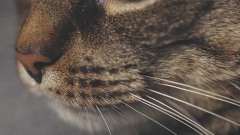 tabby cat nose whiskers close up