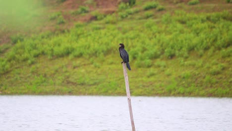 Ein-Schwarzer-Pankouri-Oder-Kormoran-Sitzt-Auf-Einer-Stange-Mit-Blick-Auf-Den-Fluss