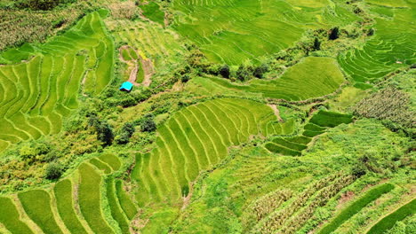 aquí se cultiva uno de los mejores arroz del mundo.