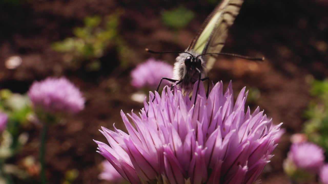 Butterfly on a Chive Flower