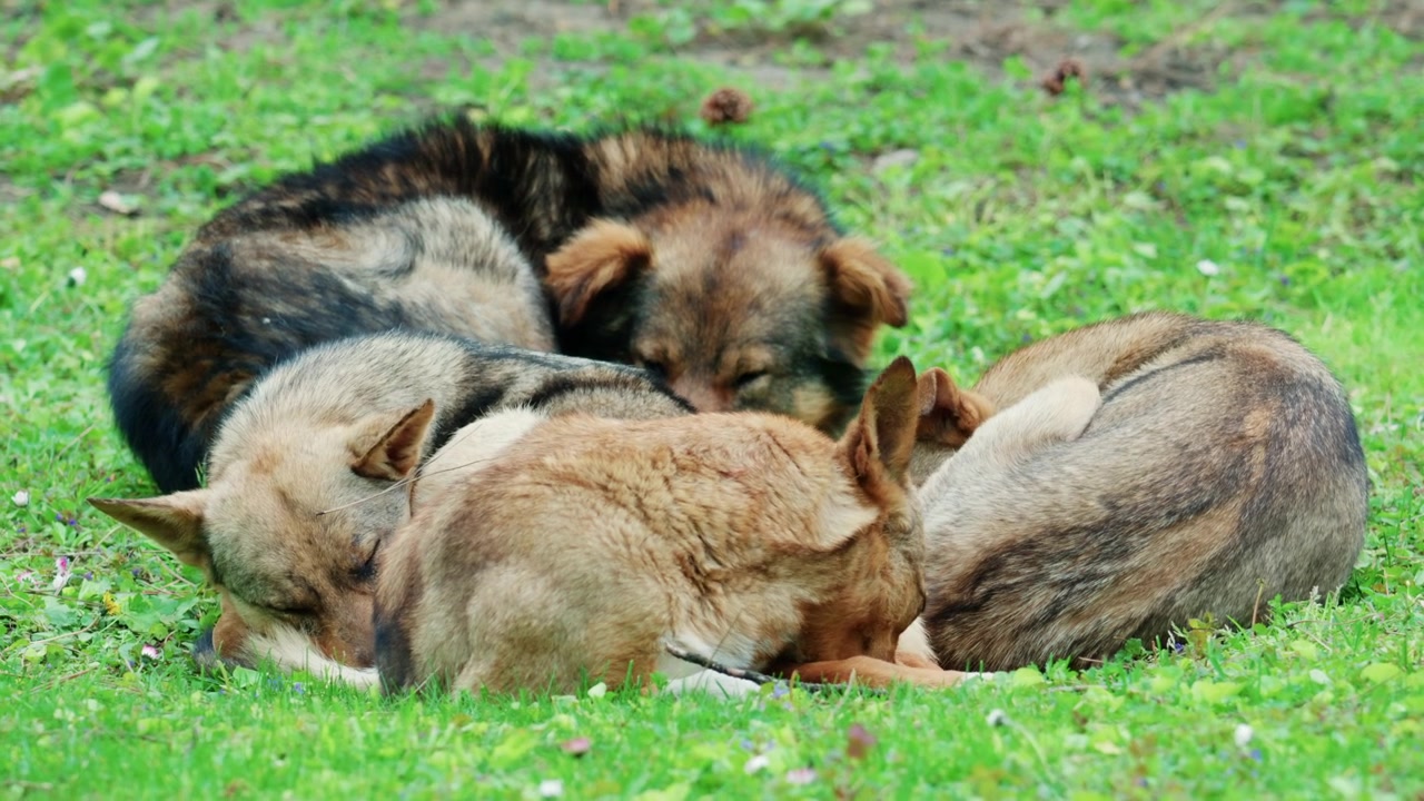 Grupo de cães de rua dormindo juntos na grama em um ambiente externo tranquilo