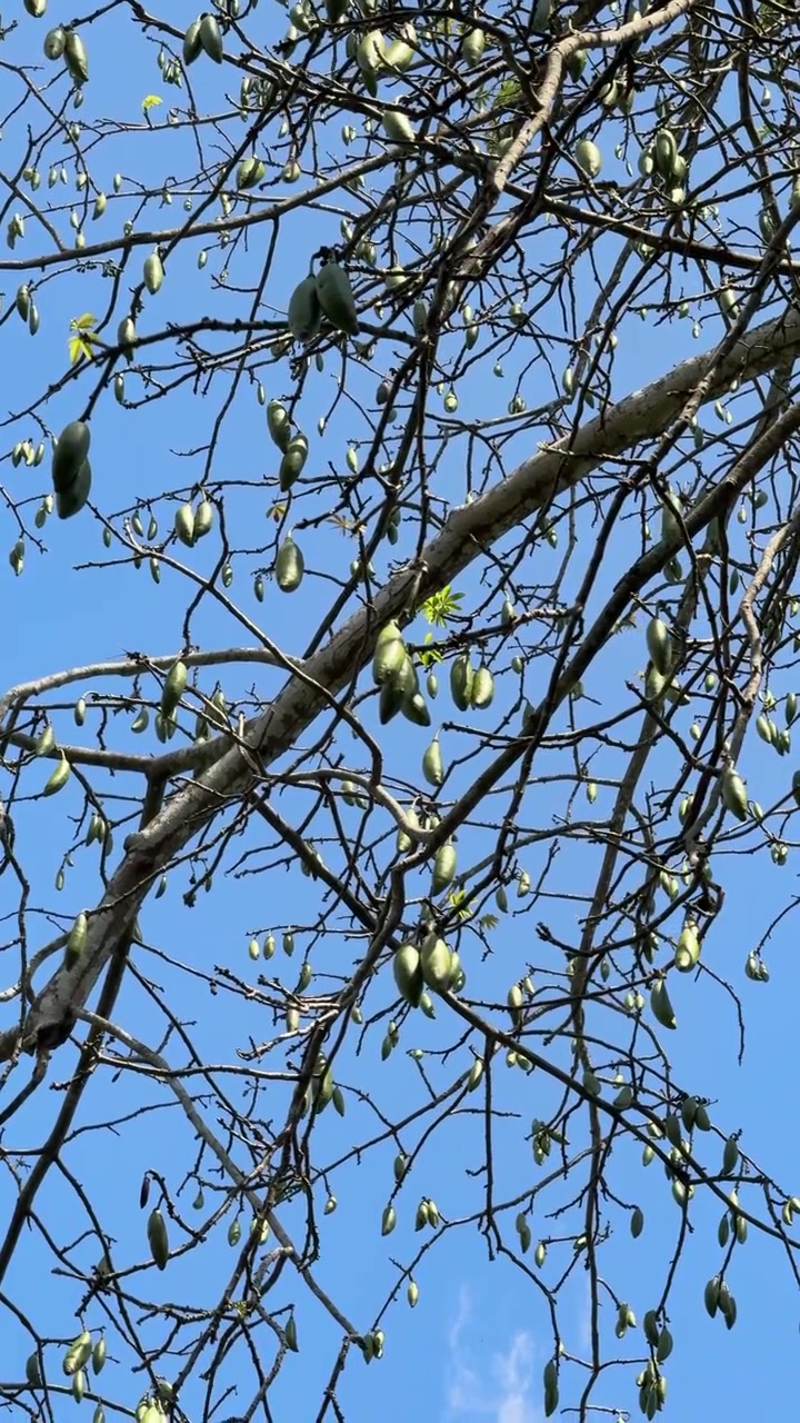 Galhos de Sumaúma Carregados com Vagens de Sementes Verdes Contra o Céu Azul Claro