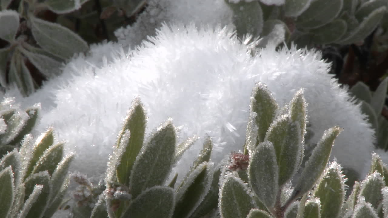 오하이오 캘리포니아 위의 로스 파드레스 국유림에 있는 만자니타 나무의 눈과 서리를 축소합니다.