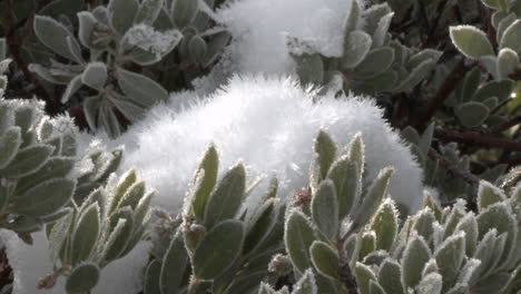 alejar la nieve y las heladas en un árbol de manzanita en el bosque nacional los padres sobre ojai california