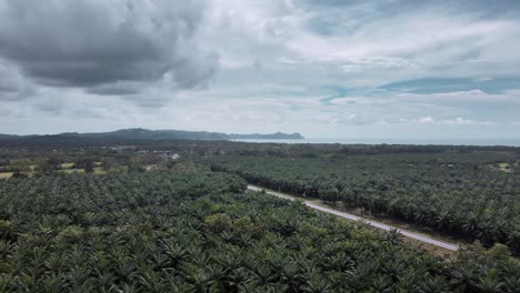 Eine-Lange,-Gerade-Straße,-Die-Durch-Eine-Riesige-Palmölplantage-Im-Westen-Costa-Ricas-Führt