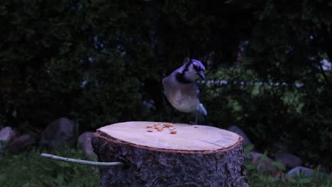 a happy little blue jay lands on a log and eats a peanut in slow motion