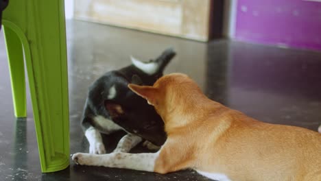 Two Healthy dogs licking each other