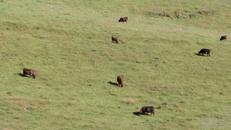 cows peacefully grazing in a lush green field