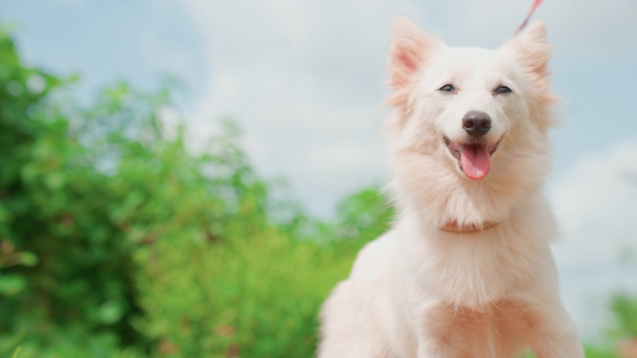 Sunlit scene showcasing excited dog with perked ears. Lively image of cheerful dog enjoying sunny weather. Vibrant outdoor setting capturing playful dog with tongue out and alert ears