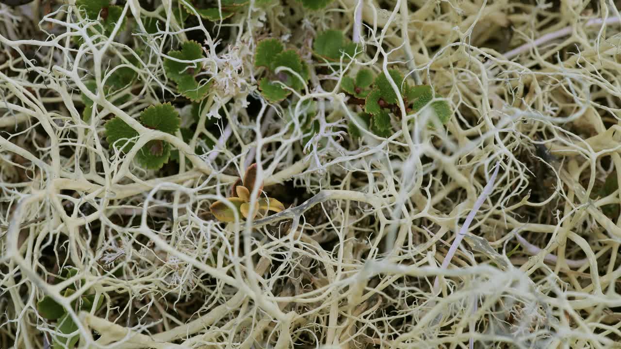 арктическая тундра, прекрасная природа, норвежский природный ландшафт.