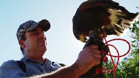 águila halcón posada en la mano del hombre