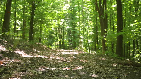 folhas secas em um caminho em uma floresta verde tranquila