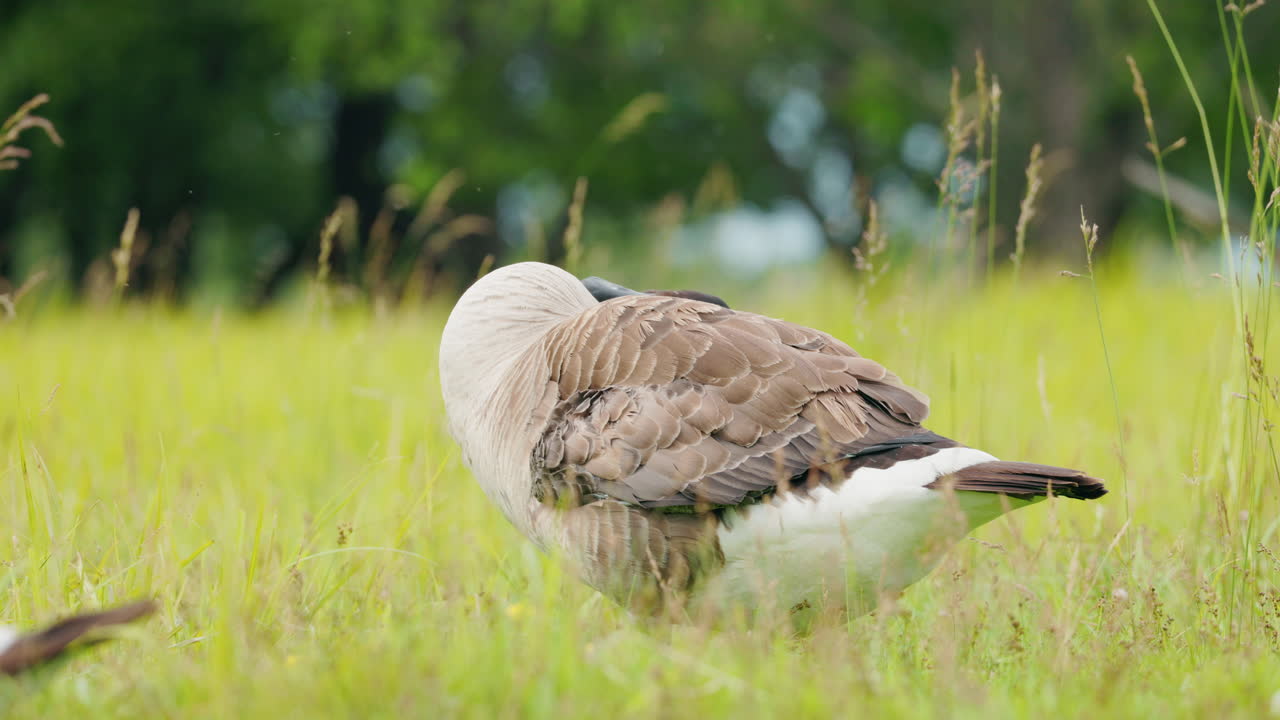 ganso canadiense en un campo