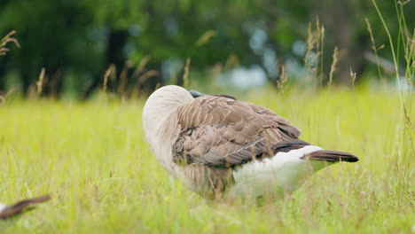 un'oca canadese in un campo