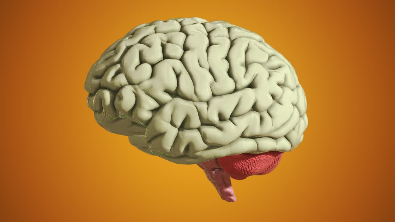 Seamless Loop of a D Brain Model on