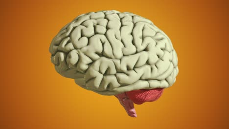 bucle ininterrumpido del modelo de cerebro publicitario en