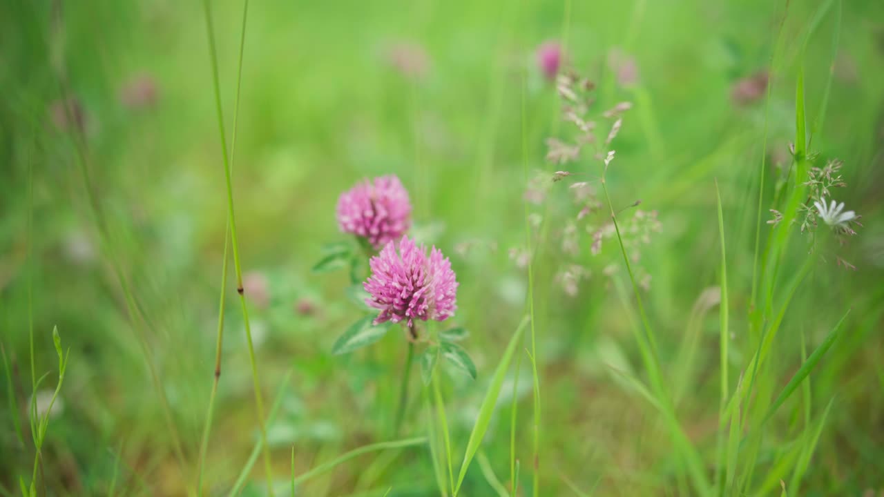 봄 에  ⁇  에서  ⁇ 은 클로버 꽃 의 클로즈업