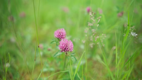 Closeup-Of-Red-Clover-Flowers-In-The-Field-During-Spring