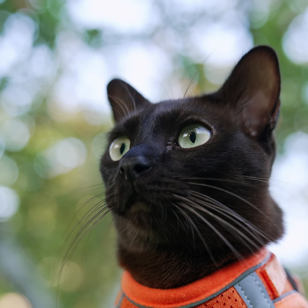 Domestic cat with green eyes wearing orange harness. Beautiful black feline head close up. Blurred backdrop