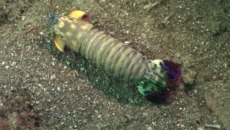 mantis shrimp walking over sandy reef