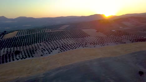 aerial shot during the sunset of some olive fields and mountains