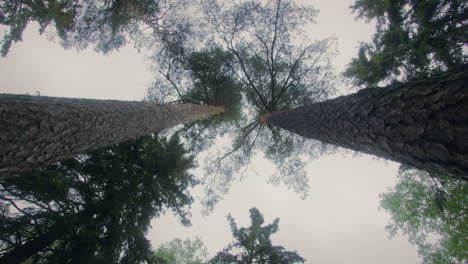 view upwards to two tall pine trees, which slowly sway in a gentle wind in a boreal forest. cloudy sky during rain. 4k