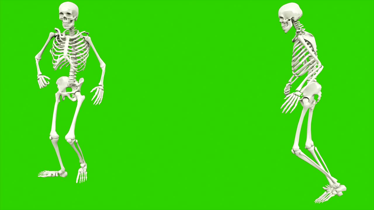 cammino dello scheletro. animazione a loop senza soluzione di continuità sullo schermo verde.