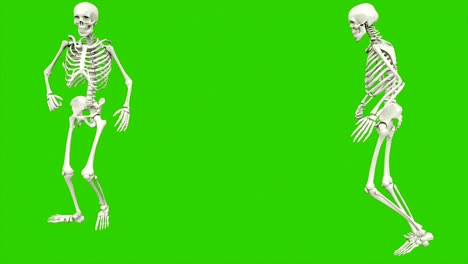 camino del esqueleto. animación de bucle sin costuras en pantalla verde.