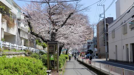 the best cherry blossom in tokyo