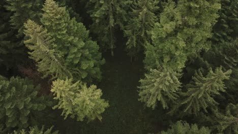 Antena-De-Un-Bosque-De-Abetos