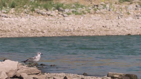 gull perched on the shore of the blackfoot reservoir in idaho