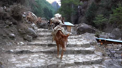 a string of pack horses on the trail to everest base camp in nepal