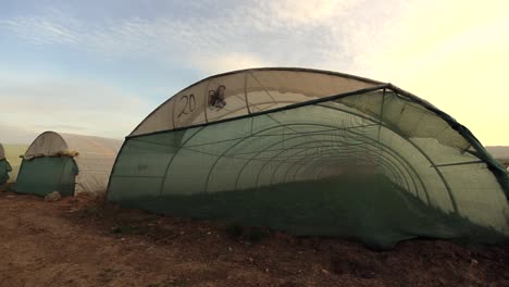 Agricultural-in-greenhouses-and-drip-irrigation