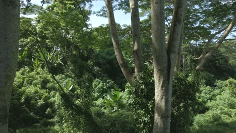 exuberante bosque verde en el verano - toma de drones en cámara lenta