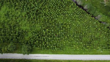 vista superior de una plantación de pinos en bohuslan, suecia