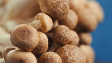 close-up of shiitake mushrooms