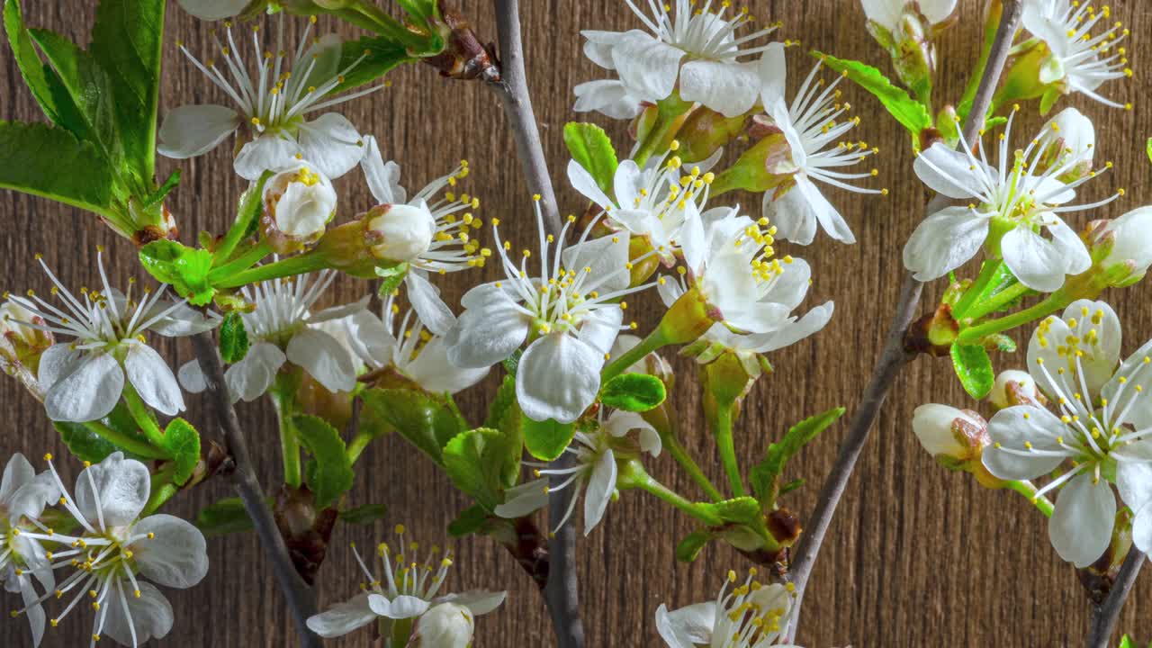 Fiori primaverili. Fiori di prugno su un ramo di prugne sbocciano su uno sfondo di legno. Video Time Lapse 4K.