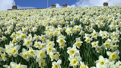 Campo-De-Hermosos-Narcisos-Amarillos-Blancos-Balanceándose-En-El-Viento,-Cámara-Lenta