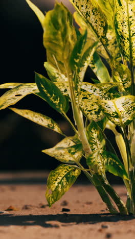 close-up of green and yellow leaves of a plant