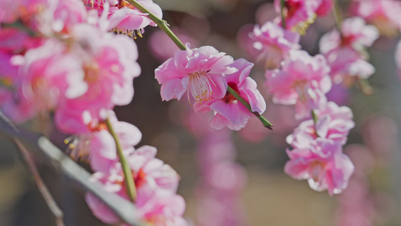 Un bellissimo primo piano di fiori di pruno piangente rosa che pendono da rami delicati, con uno sfondo sfocato che crea un'atmosfera primaverile sognante.