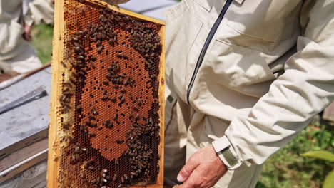 man holding honeycomb full of bees. close up of beekeeper hand and beehive frame