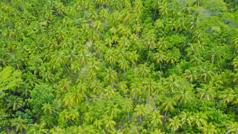 Flying-Above-Large-Field-Of-Dense-Lush-Green-Palm-Trees