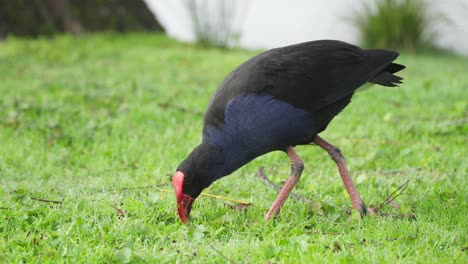 pukeko o pollo de pantano púrpura se alimenta de la hierba corta de la orilla del lago en cámara lenta