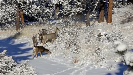 Eine-Herde-Maultierhirsche-Bewegt-Sich-Im-Winter-Von-Colorado-Entlang-Eines-Schneebedeckten-Hügels