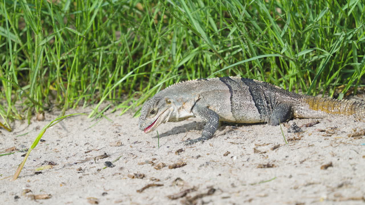 Iguana Feeding and Eating Sand Fleas on Beach 8