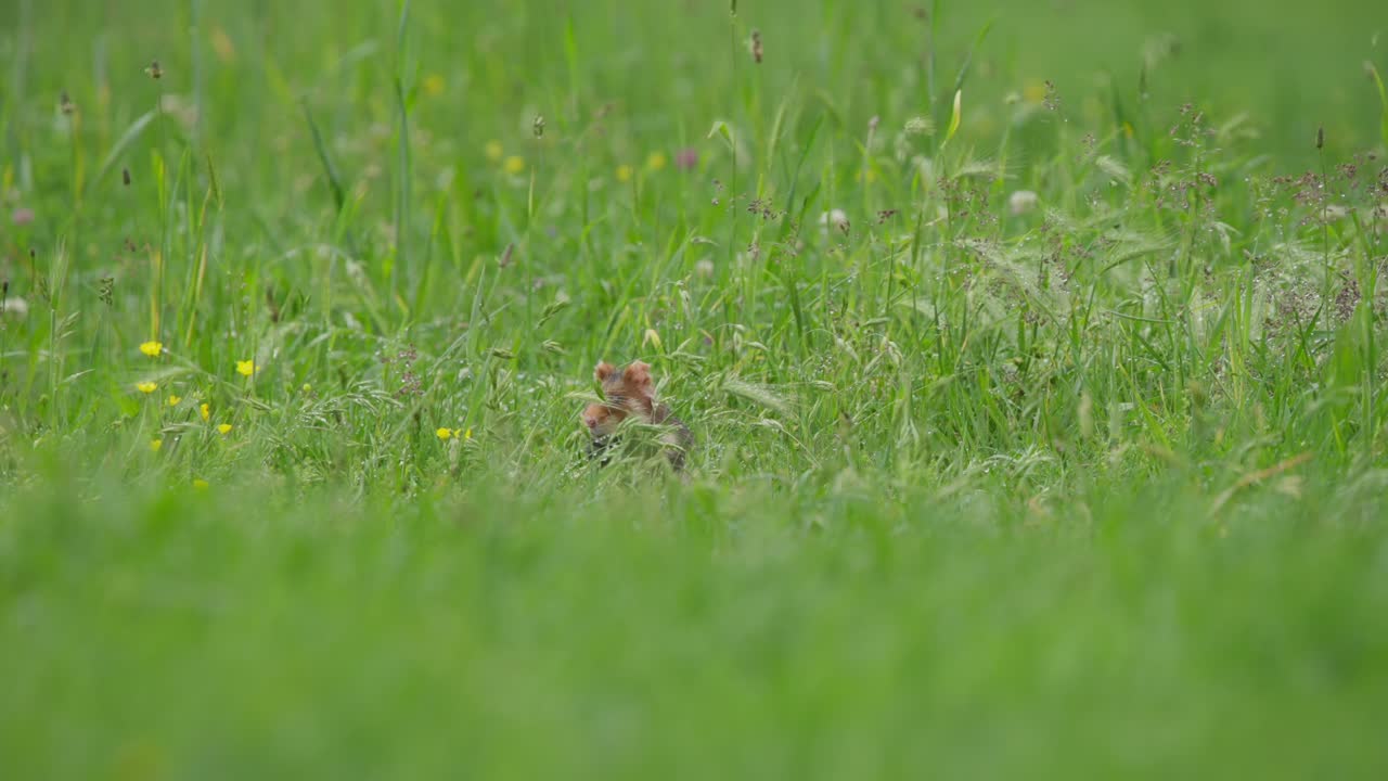 Europeisk hamster dyker upp och ner upprepade gånger bakom grässluttningen